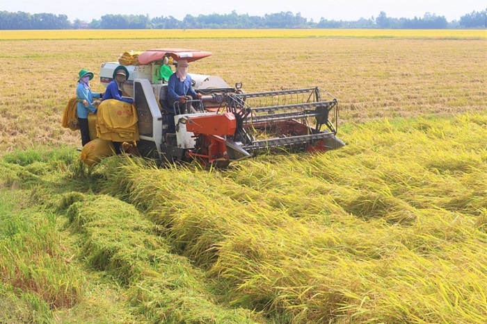 Tháo gỡ “điểm nghẽn”phát triển chuỗi giá trị lúa gạo bền vững
