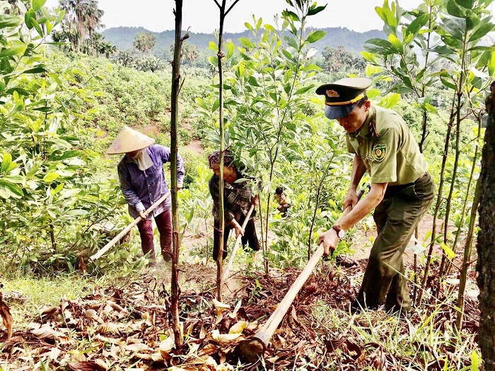 Khai thác tiềm năng phát triển thị trường tín chỉ carbon rừng