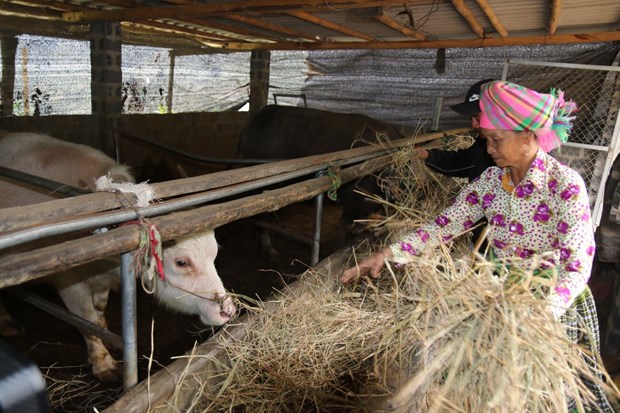 Lạng Sơn bảo vệ đàn vật nuôi trong thời tiết rét đậm, rét hại
