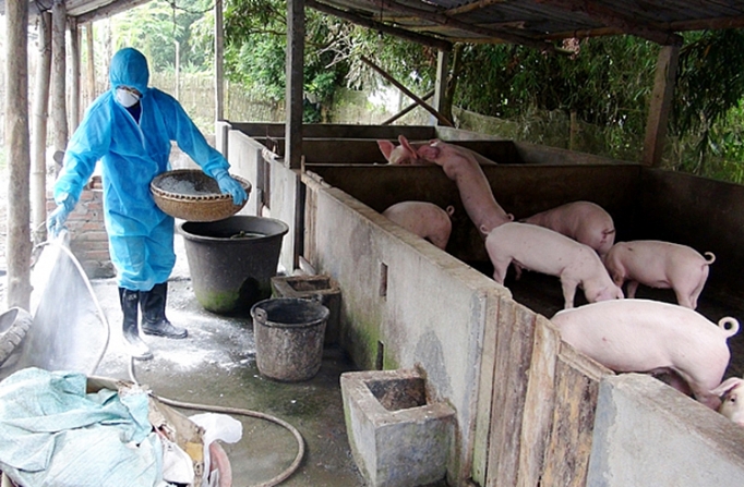 Quảng Trị tập trung nguồn lực khống chế dịch tả lợn châu Phi