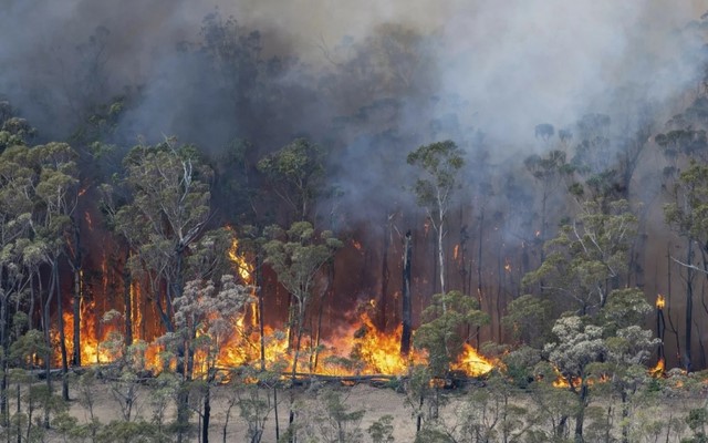 Australia: Nắng nóng cực đoan làm gia tăng nguy cơ cháy rừng