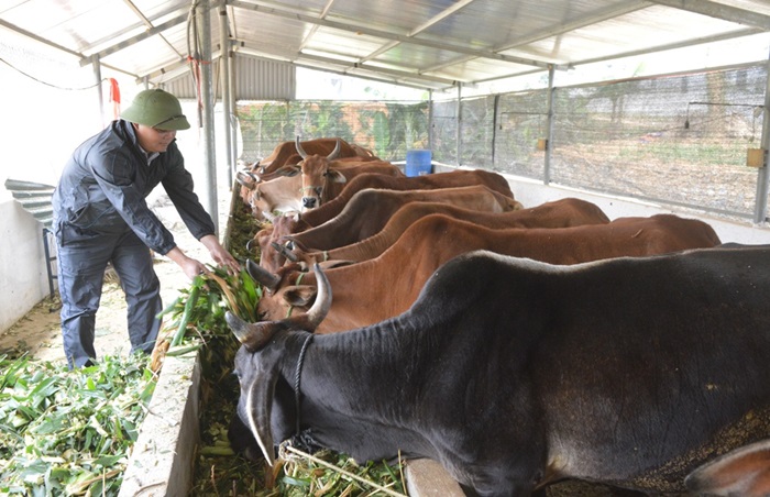 Tuyên Quang: Xây dựng 3 vùng chăn nuôi an toàn dịch bệnh