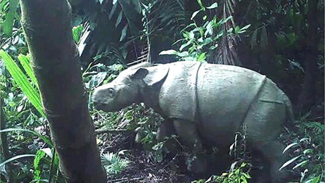 Indonesia phát hiện cá thể tê giác Java quý hiếm