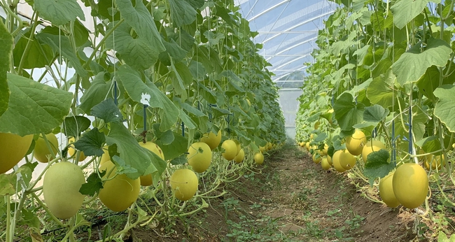 Ninh Thuận chú trọng phát triển nông nghiệp công nghệ cao
