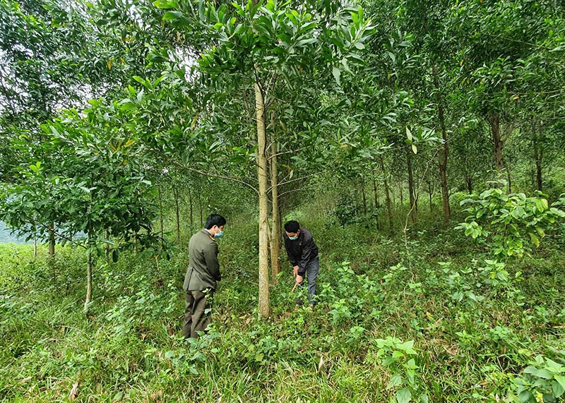 Nâng cao nguồn lực cho công tác bảo vệ, phát triển rừng
