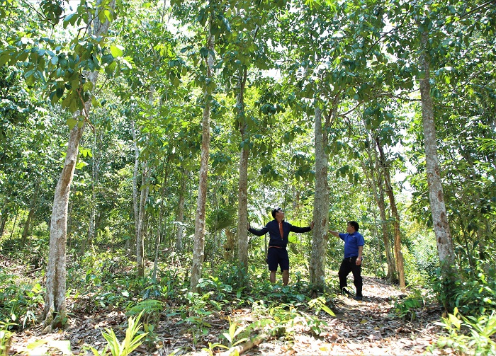 Khai thác tiềm năng tín chỉ carbon rừng