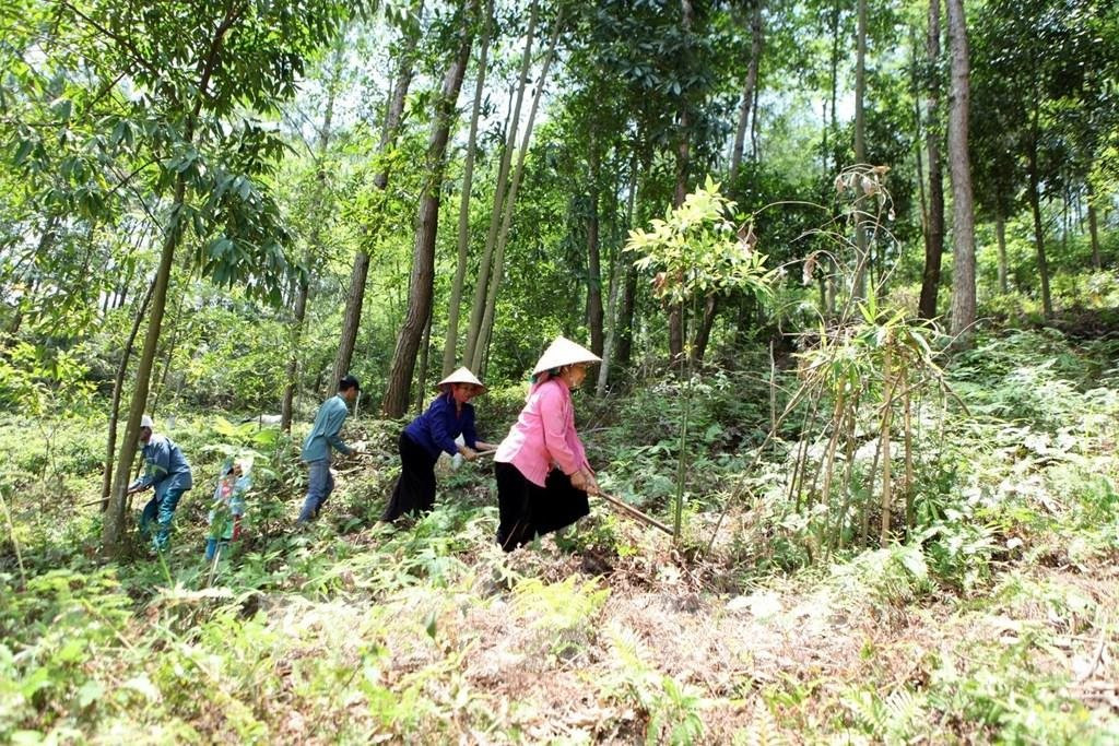 Lai Châu phát huy hiệu quả chính sách chi trả dịch vụ môi trường rừng