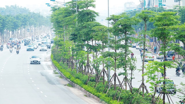 Quy định mới về quản lý cây xanh đô thị tại Hà Nội