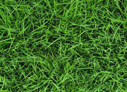 Ra đời cỏ làm giảm khí thải gây hiệu ứng nhà kính