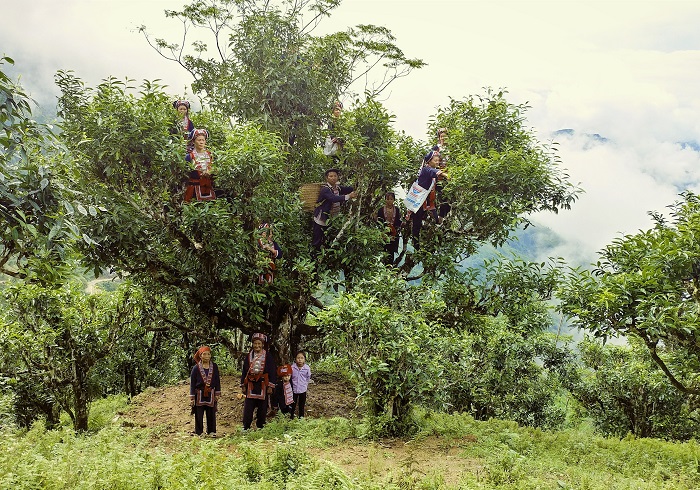 Bảo tồn, nâng cao giá trị cây chè Shan tuyết ở Hoàng Su Phì