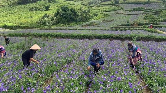 Mở rộng diện tích, nâng cao chất lượng vùng trồng dược liệu