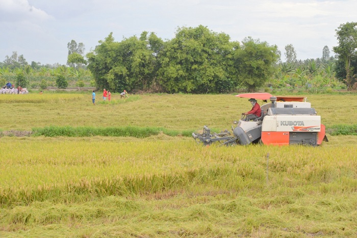 Phát triển bền vững 1 triệu ha lúa chất lượng cao ở đồng bằng sông Cửu Long