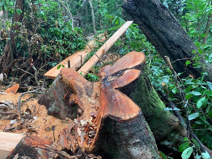Thừa Thiên – Huế: Tăng cường công tác quản lý, bảo vệ rừng