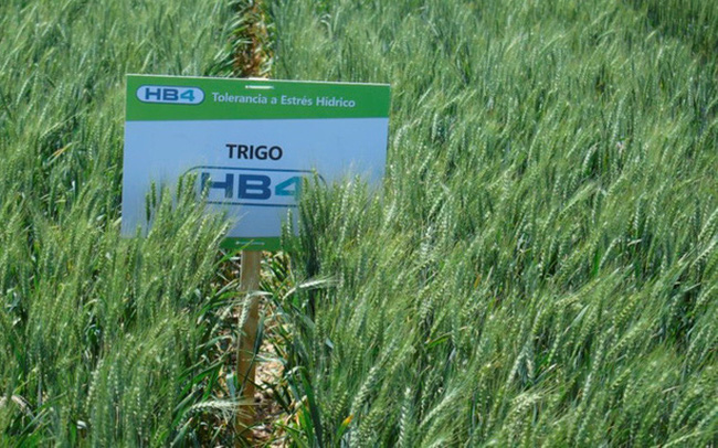 Brazil thử nghiệm trồng lúa mì biến đổi gen
