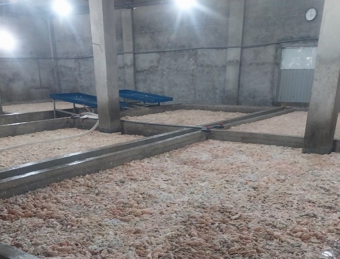 Bắc Ninh: Tiêu hủy hơn 7 tấn lòng lợn chưa qua sơ chế, bốc mùi hôi thối