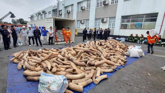 Hải Phòng: Bắt giữ hơn 8 tấn ngà voi nhập lậu trong quý I/2023