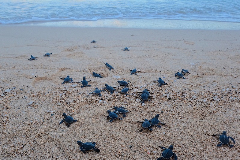 Bảo vệ, phát triển loài rùa biển tại Vườn quốc gia Côn Đảo