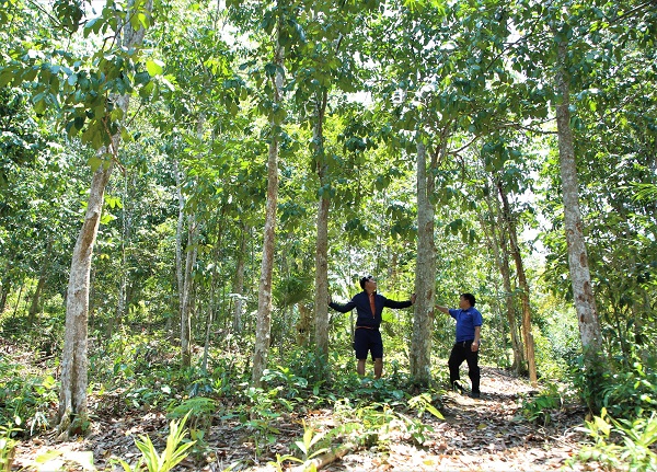 Phát triển kinh tế bền vững từ trồng rừng gỗ lớn