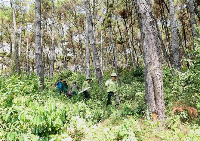 Quản lý, bảo vệ và phát triển rừng bền vững tại khu vực Bắc Trung Bộ