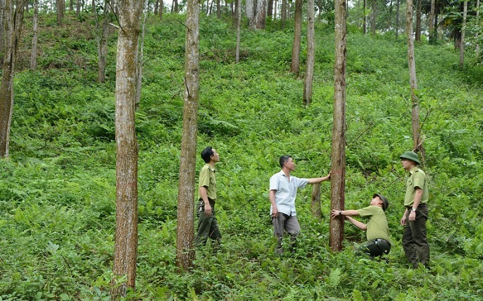 Phát triển rừng vùng Trung du và miền núi Bắc Bộ