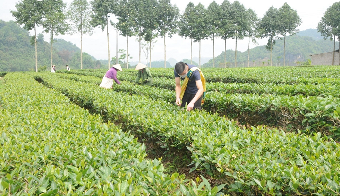 Phát triển chuỗi cung ứng nông, lâm, thủy sản an toàn