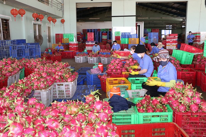 Mở rộng thị trường xuất khẩu chính ngạch cho thanh long