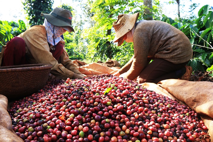Đẩy mạnh tái cơ cấu ngành cà phê, nâng cao giá trị sản xuất