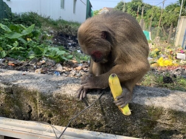 Thừa Thiên - Huế: Thả cá thể khỉ mặt đỏ quý hiếm về rừng tự nhiên
