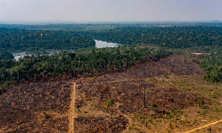 Nạn phá rừng Amazon đang ở mức báo động cao nhất