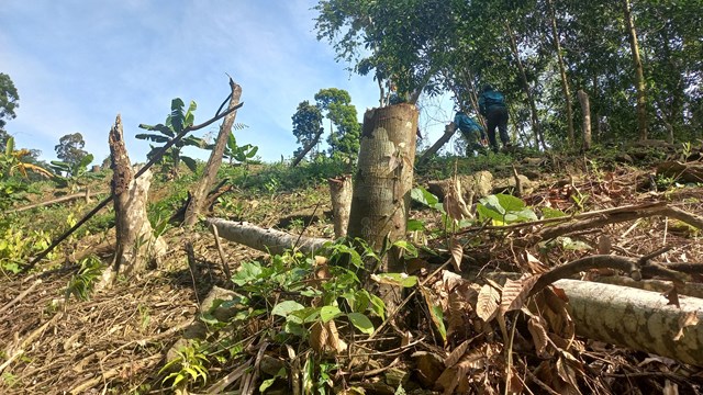 Thừa Thiên-Huế: Xác định nguyên nhân khiến diện tích rừng tự nhiên suy giảm