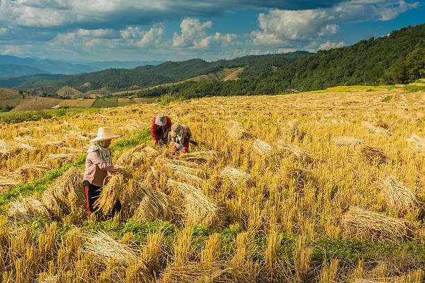 Sản lượng gạo của Thái Lan có nguy cơ sụt giảm do El Nino