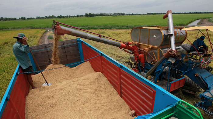 Dự trữ gạo toàn cầu có thể giảm 5% do El Nino