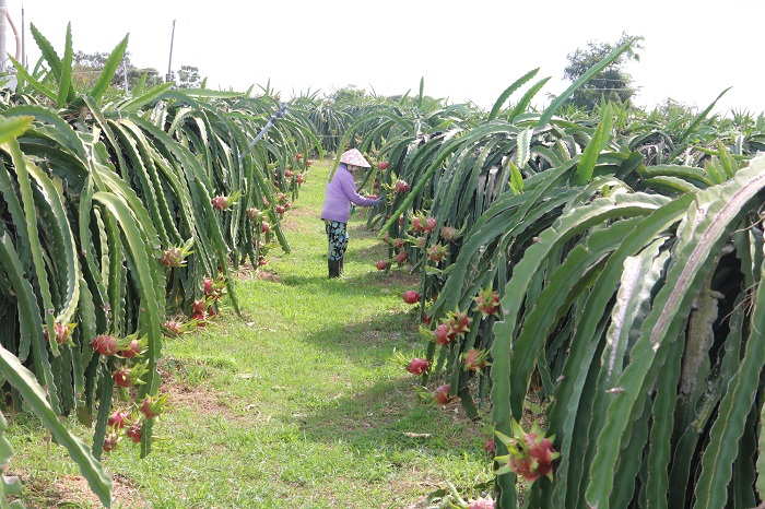 Dự báo xuất khẩu nông sản (rau, quả) tiếp tục tăng