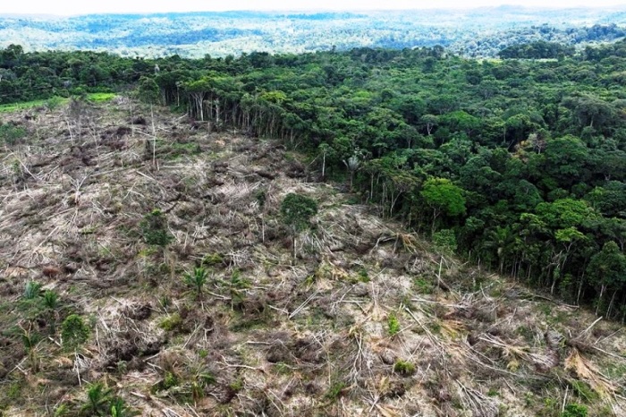 Nạn phá rừng Amazon ở Brazil giảm trong nửa đầu năm 2023