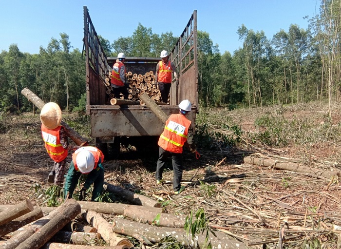 Trồng rừng gỗ lớn để nâng cao giá trị lâm sản