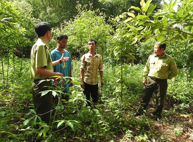 Nâng cao công tác quản lý, phát triển rừng tại Kon Tum