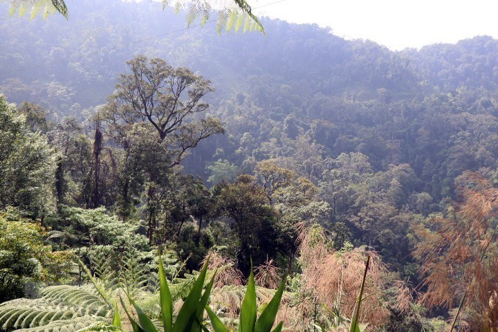 Bảo tồn rừng nguyên sinh tại khu vực Trung Trường Sơn