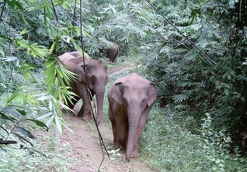 Bảo tồn loài voi trước đà suy giảm nghiêm trọng