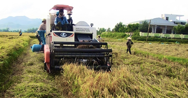 Phú Yên đẩy mạnh tái cơ cấu ngành hàng lúa gạo