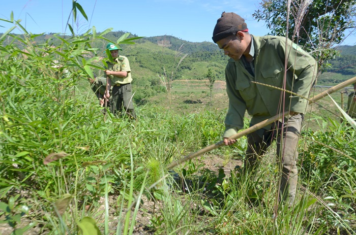 Bảo vệ, phát triển rừng gắn với ổn định sinh kế cho người dân