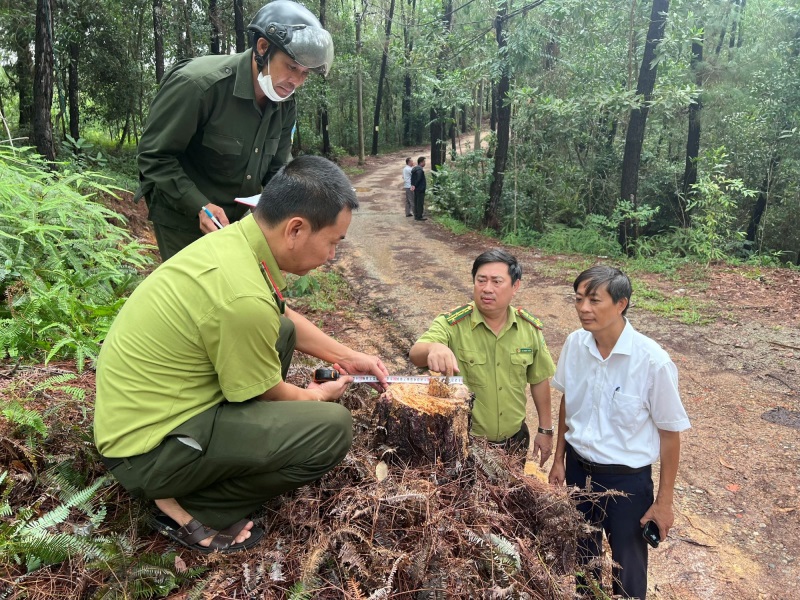 Thừa Thiên-Huế: Xử lý nghiêm hành vi chặt hạ hàng loạt cây thông 20 năm tuổi