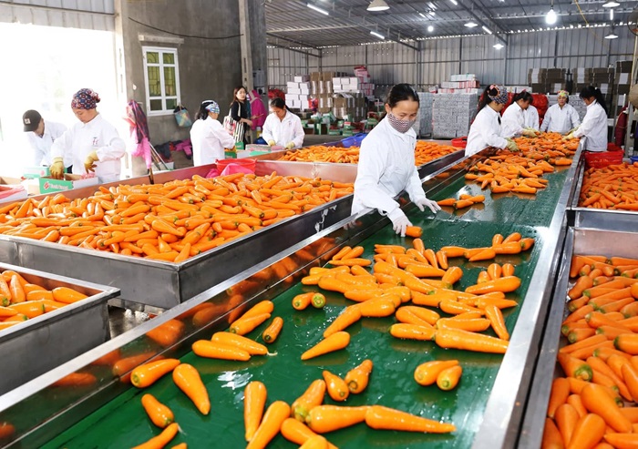 Mở rộng thị trường xuất khẩu cà rốt và nông sản chủ lực