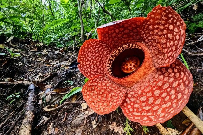 Loài hoa lớn nhất thế giới trước nguy cơ tuyệt chủng
