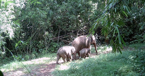 Nan giải bài toán bảo tồn voi rừng
