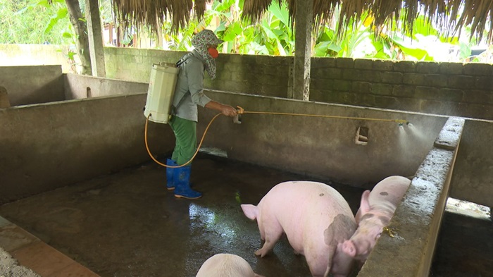 Kiểm soát, ngăn chặn các ổ dịch tả lợn châu Phi bùng phát
