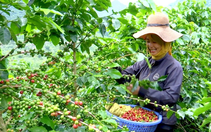 Phát triển bền vững cây cà phê tại Sơn La