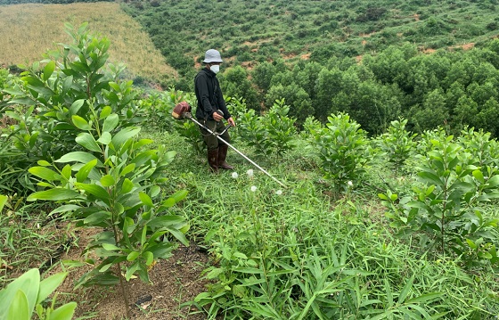 Đắk Lắk nâng cao công tác quản lý, bảo vệ và phát triển rừng