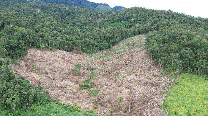 Gia Lai: Điều tra, làm rõ vụ phá rừng tự nhiên quy mô lớn