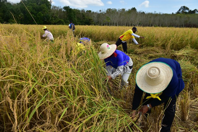 Sản lượng gạo Thái Lan dự kiến giảm do El Nino