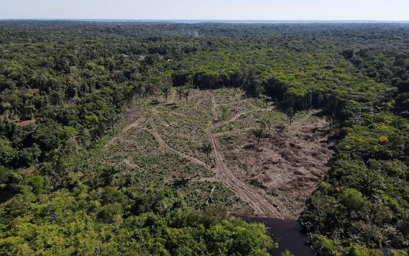 Rừng Amazon suy thoái do hạn hán và hoạt động của con người